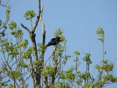 Ağacın tepesindeki siyah kuş. Biraz yaprak ve mavi gökyüzü arkaplanı var.