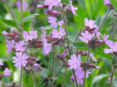 Yapraklar içindeki narin mor çiçekler.
