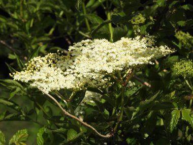 Çalılıklarda küçük beyaz çiçekler