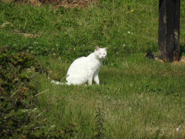 Yeşil çimlerde beyaz bir kedinin yan görüntüsü