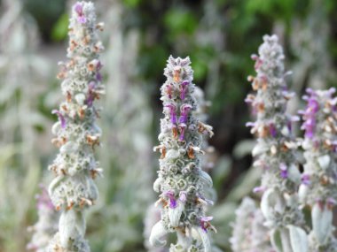 Kalın saplı, gri-mor üst kısım çiçekler.