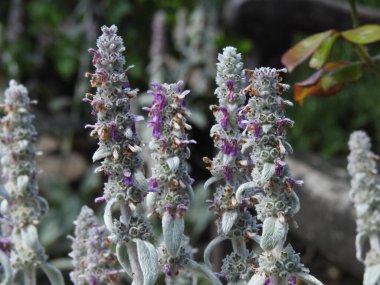 Kalın saplı gri-mor çiçekler.