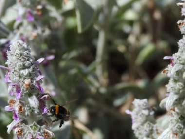 Koyu saplı ve sinek böcekli gri-mor çiçekler.