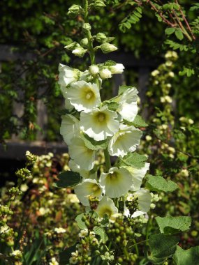 Mallow çiçeklerinin kalın gövdesinin üst kısmı.