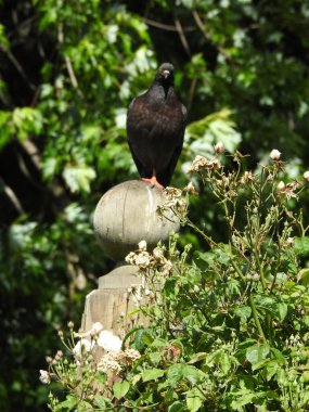 Siyah bir güvercin tahta bir topun üzerinde duruyor.