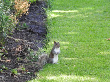 Parktaki bitkilerin yanındaki çimlerin üzerinde gri bir sincap duruyor..