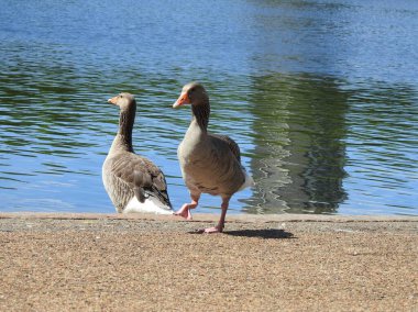 Two Landes geese by the water and a hard bank clipart