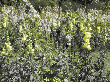 Farklı çiçekler birlikte büyür.