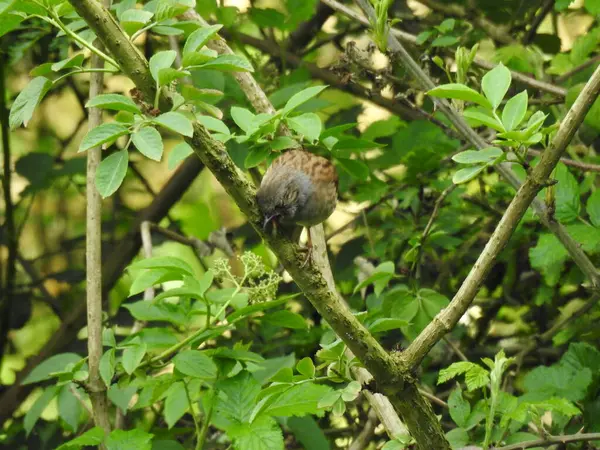 Küçük bir kuş, bir serçe, bir ağacın dalında