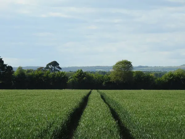 Uzakta traktör tekerlek izleri, ağaçlar ve gökyüzü olan yeşil bir alan manzarası.