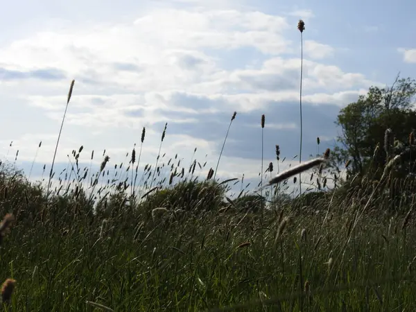 Gökyüzü manzaralı bir çayır parçası.