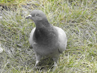 Çimlerin üzerinde bir güvercin yukarı bakıyor
