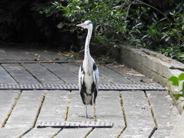Balıkçıl tahta bir iskelede duruyor.