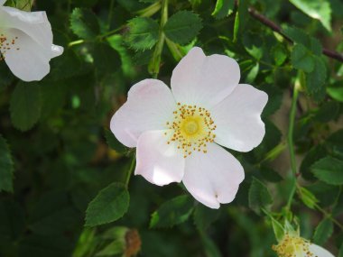 Sarı merkezli beş yapraklı bir çiçek aç.