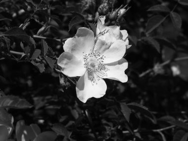 Çalının yapraklarındaki tek renkli açık çiçek.