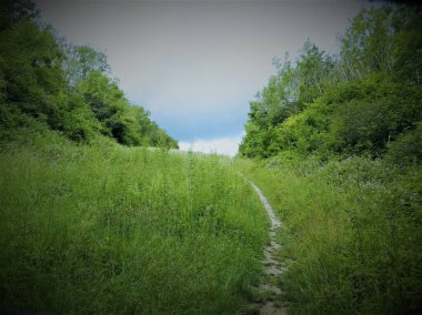 Yeşil çayır ve ağaçlar arasında bir patika.