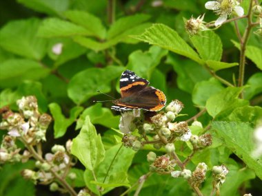 Kelebek beyaz, siyah ve turuncu aksanlı kır çiçekleri
