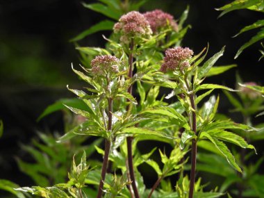 Güçlü sapları olan yabani çiçekler.