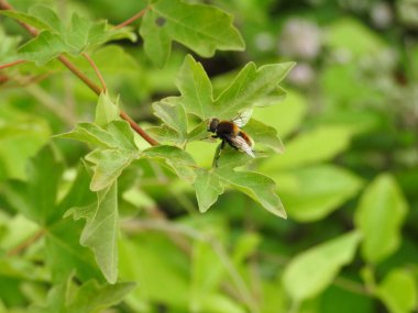 Bir ağacın yeşil yapraklarında uçan bir böcek.