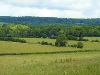 İngiliz kırsalında yeşil tarlalar, orman ve ağaçlar