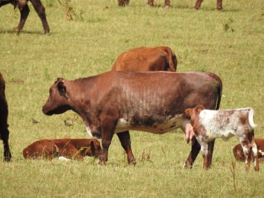 Otlakta bir grup inek.