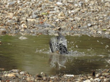 Küçük bir kuş taşlarla çevrili bir su havuzunda banyo yapar..