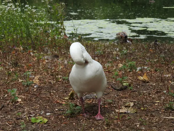 Gölün kıyısında duran beyaz kazlar