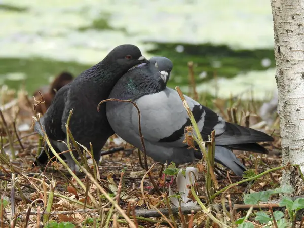 Bir çift güvercin birbirine sarılıyor.