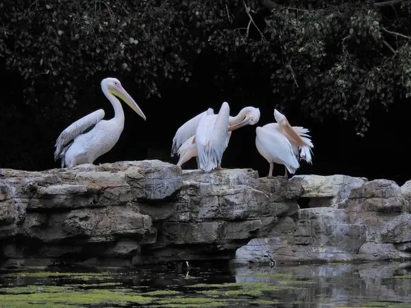 Pelikan bir kayanın üzerinde duruyor