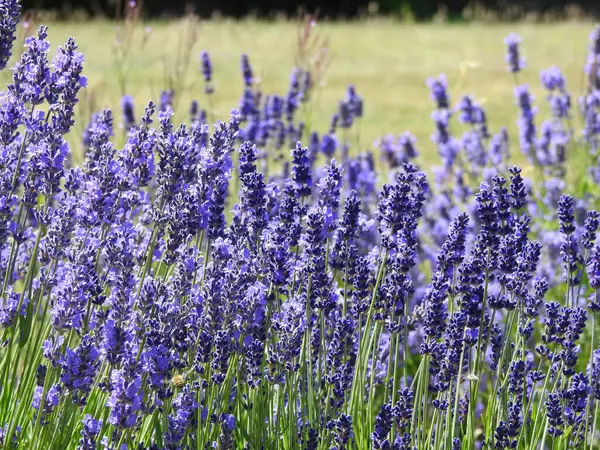 Mavi sayılar ince saplı uzatılmış çiçekler.