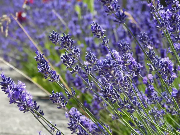 Mavi sayılar ince saplı uzatılmış çiçekler.