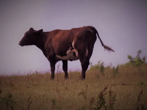 Kahverengi ve beyaz bir inek çimlerin üzerinde duruyor.