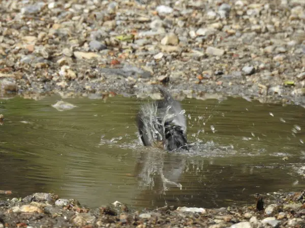 Küçük bir kuş taşlarla çevrili bir su havuzunda banyo yapar..
