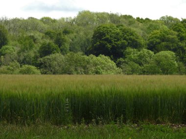 Tarlada uzun yeşil mısır ve uzakta yeşil ağaçlar.