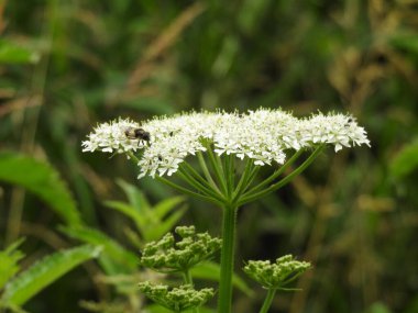 Üzerinde böcek olan beyaz bir çiçeğin tepesi.
