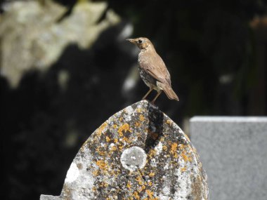 Kahverengi bir kuş dikey bir mezar taşının üzerinde duruyor.