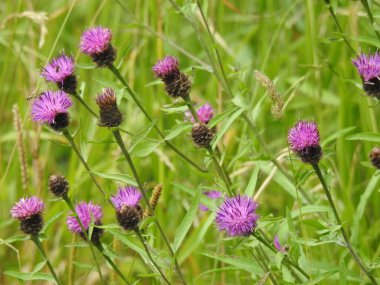 Mor yabani devedikeni çiçekleri yakın
