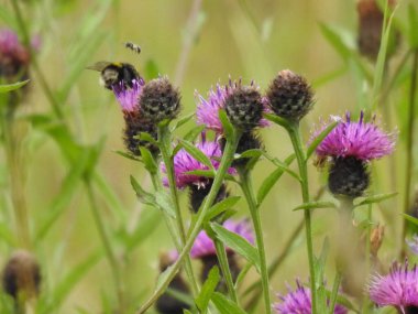 Böcekli mor yabani çiçekler.