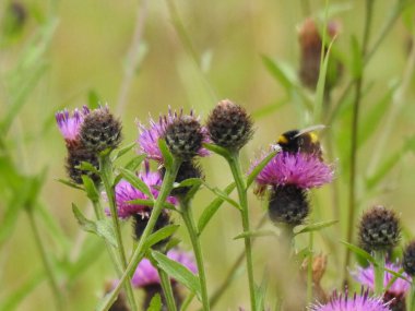 Böcekli mor yabani çiçekler.