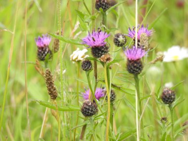 Mor yabani devedikeni çiçekleri yakın