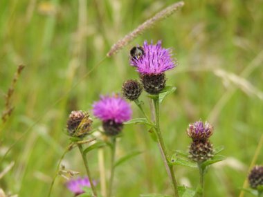 Mor yabani devedikeni çiçekleri yakın