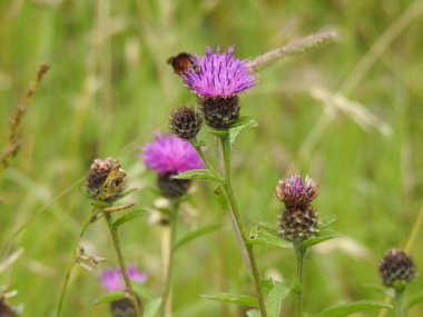 Mor yabani devedikeni çiçekleri yakın