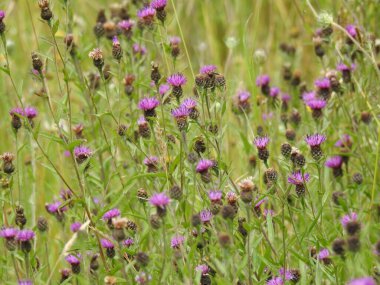 Mor yabani devedikeni çiçekleri yakın