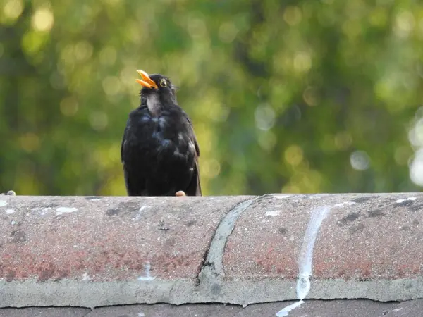 Çatısında turuncu gagalı siyah bir kuş ve bulanık bir arka plan.