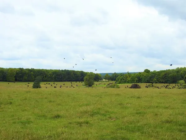 Kuşların uçtuğu tarlaların ve ormanların manzarası