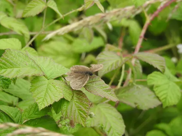 yeşil yaprak üzerinde kahverengi kelebek