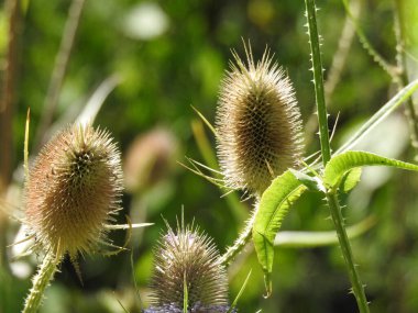 Yuvarlak, dikenli uçlu bir bitki