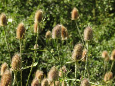 Yuvarlak, dikenli uçlu bir bitki