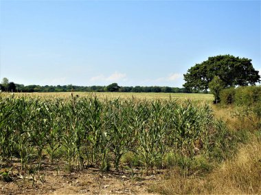 Uzakta ağaçlar ve mavi gökyüzü olan tarlalar.