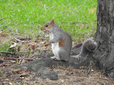 Ağacın yanında duran sincabın yan görüntüsü